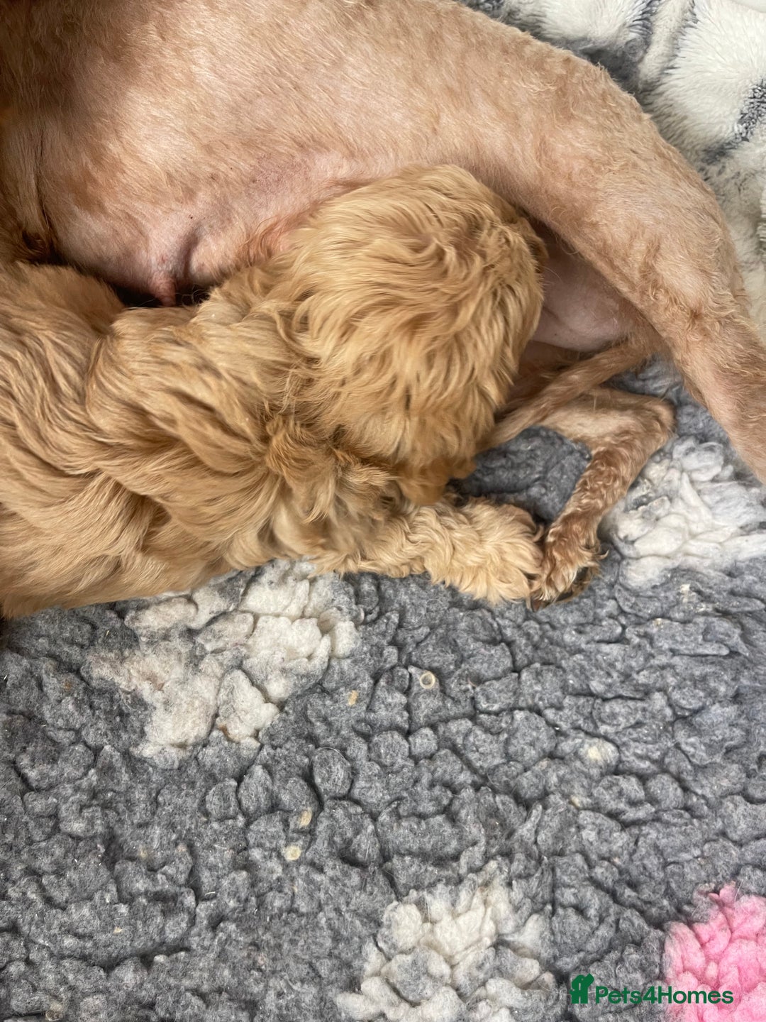 Cavapoo dogs for sale: STUNNING DNA TESTED TOY CAVAPOOS - Image 5