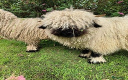 Sheep livestock for sale: Valais Black Nose Wethers x2 Brothers for pets - Image 1