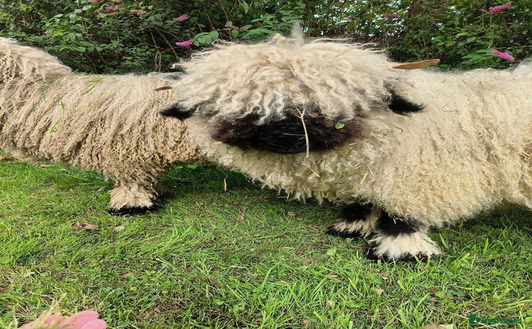Sheep livestock - Advert 1