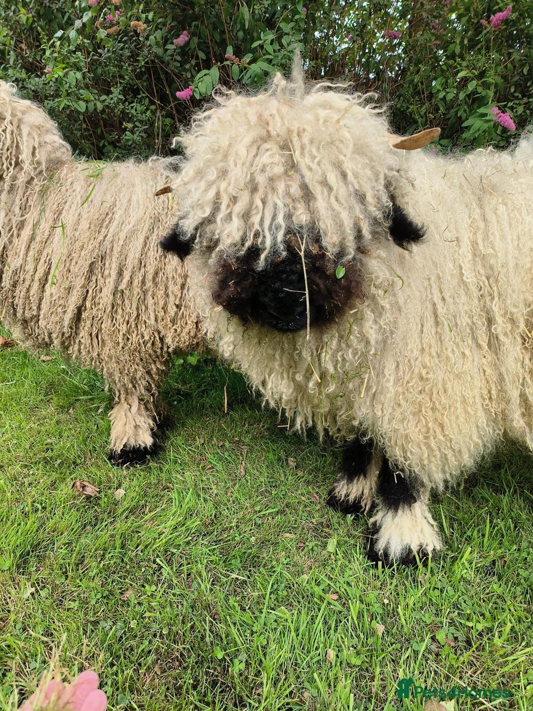 Sheep livestock for sale: Valais Black Nose Wethers x2 Brothers for pets - Image 1