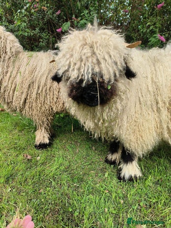 Sheep livestock - Advert 1