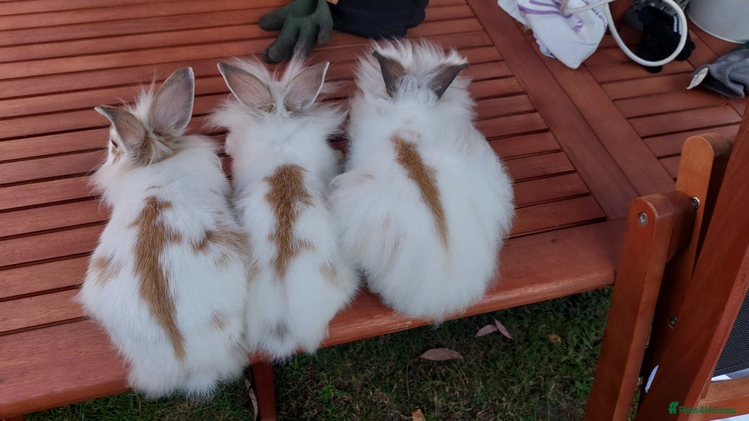 Mixed Breed rabbits for sale: Very pretty soft fluffy bunnies - Image 14