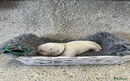 Goldador dogs for sale: Goldador Black & Golden Pups - Pets / Therapy - Image 3