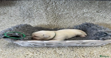 Goldador dogs - Advert 5