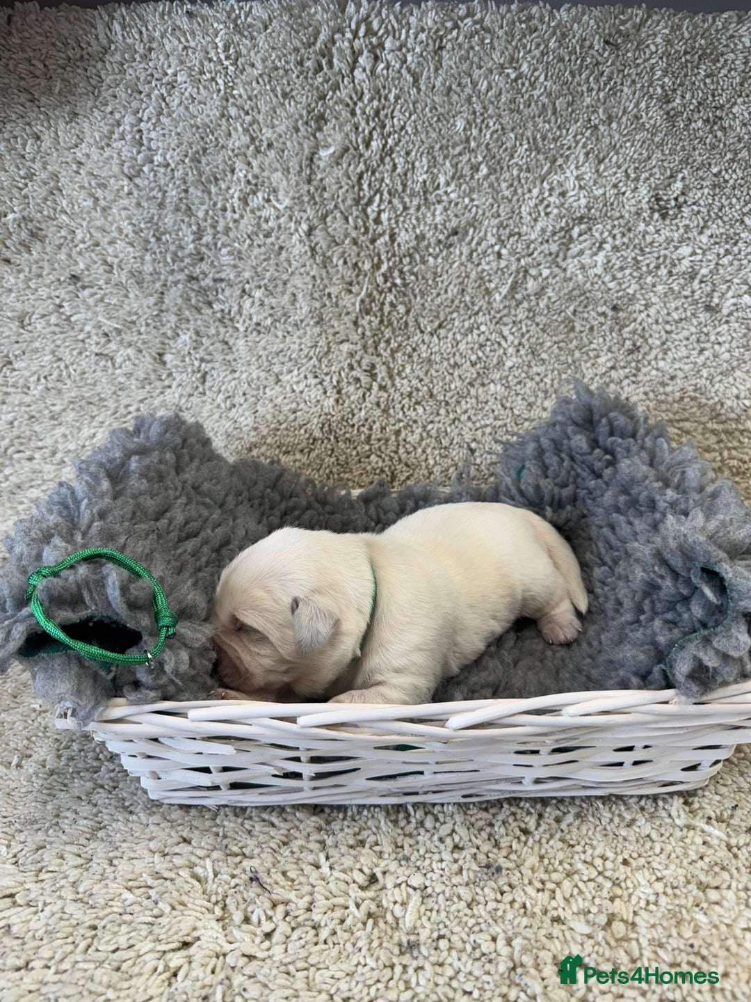 Goldador dogs for sale: Goldador Black & Golden Pups - Pets / Therapy - Image 3