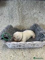 Goldador dogs - Advert 3