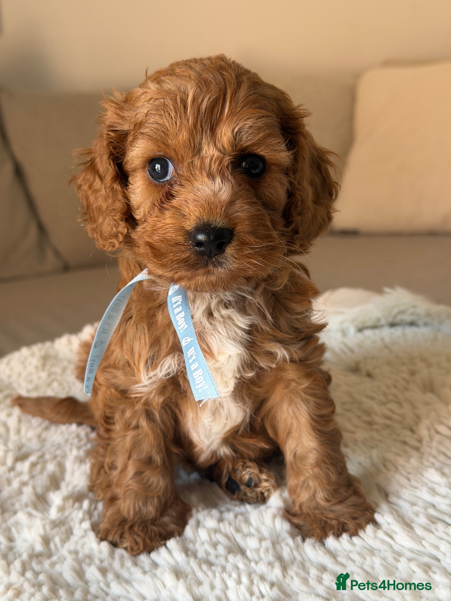 Cockapoo dogs Stunning  F1 Cockapoos PRA Clear Pedigree Parents - Advert 5