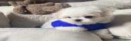 Maltese dogs for sale: Bambelina Korean Maltese  - Advert 3