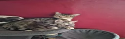 Mixed Breed cats for sale: Kitten For Sale - Advert 1