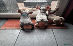 French Bulldog dogs for sale: French Bull Dog Puppies! - Image 2