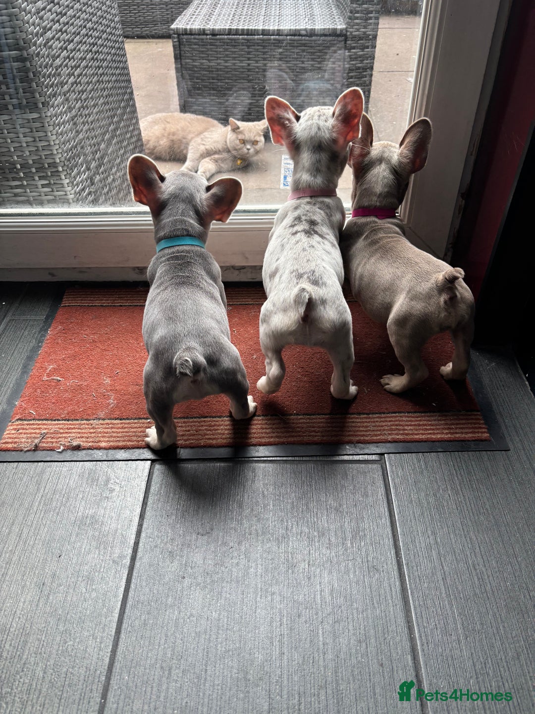 French Bulldog dogs for sale: French Bull Dog Puppies! - Image 2