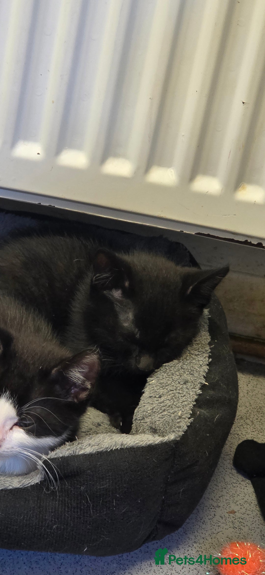 Mixed Breed cats for sale: Kittens for sale - Image 11