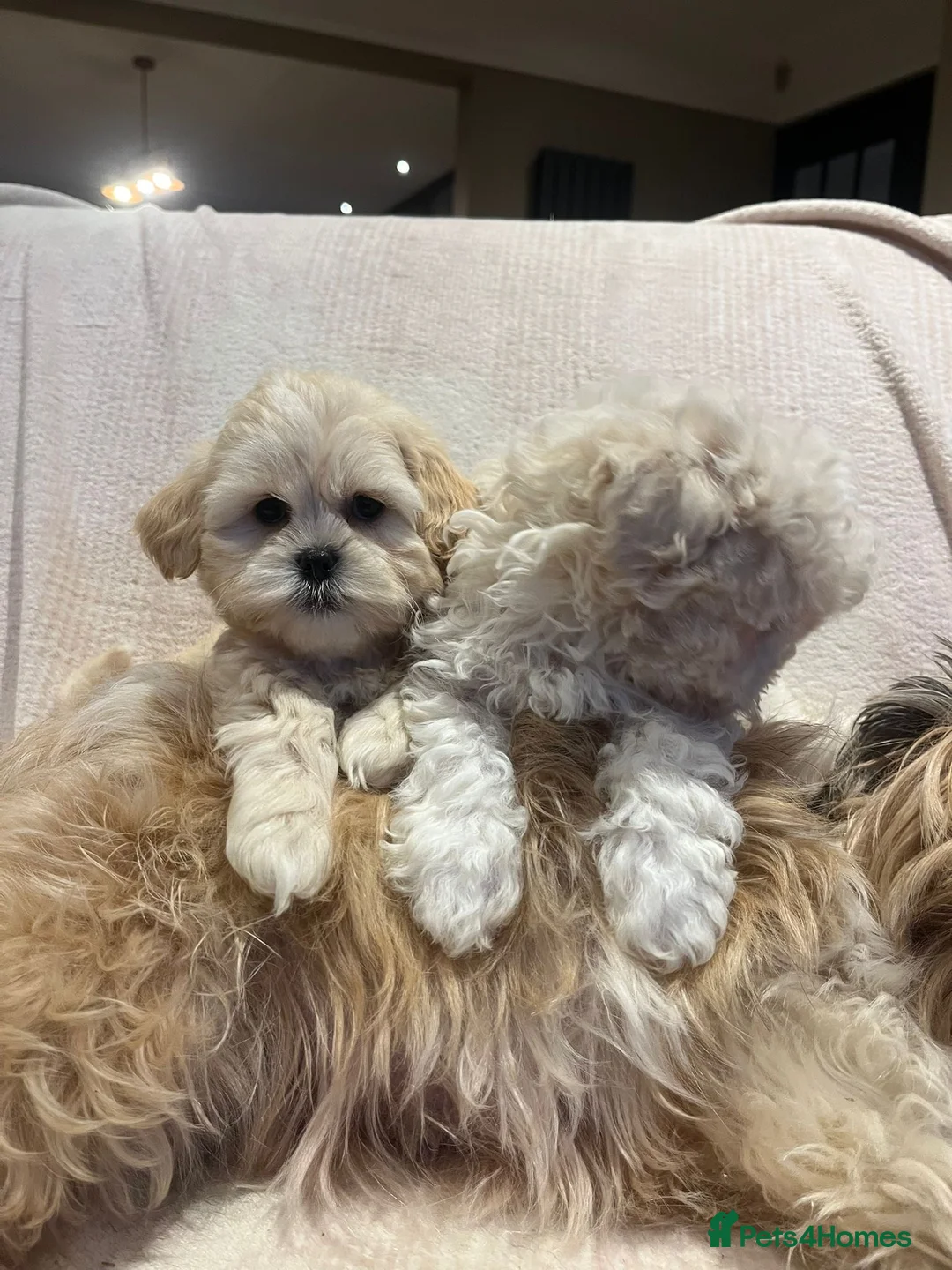 Lhasa Apso dogs for sale: Lhasa Apso - Advert 2