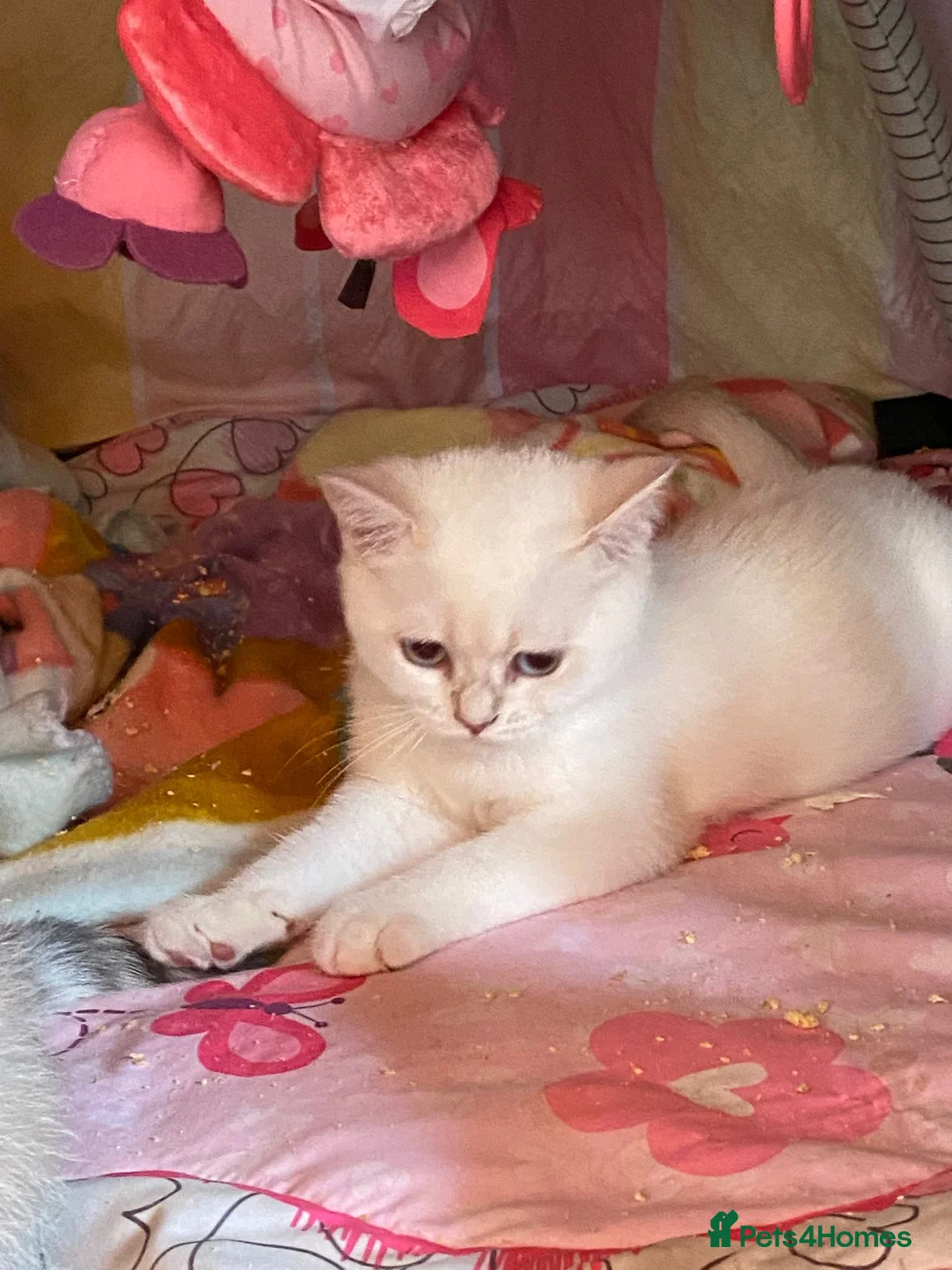 British Shorthair cats for sale: Older rare goldens n c/points 🐱   in Ashton-under-Lyne - Advert 4