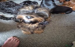 Mixed Breed dogs for sale: Shih Zhu, Dachshund puppies - Image 2