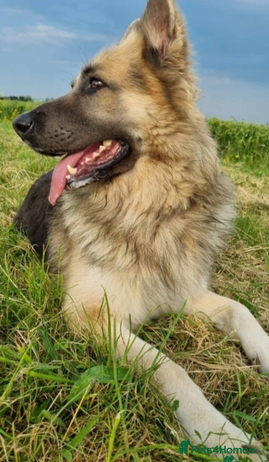 German Shepherd dogs for sale: German shepard puppy - Advert 6