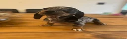 Miniature Dachshund dogs for sale: ** PRA CLEAR MINI DACHSHUND PUPPIES ** - Advert 17