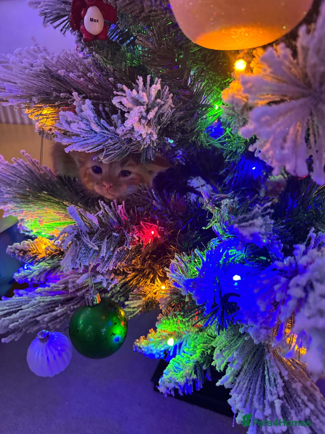 Domestic Shorthair cats for sale: Ginger Kittens - Advert 6