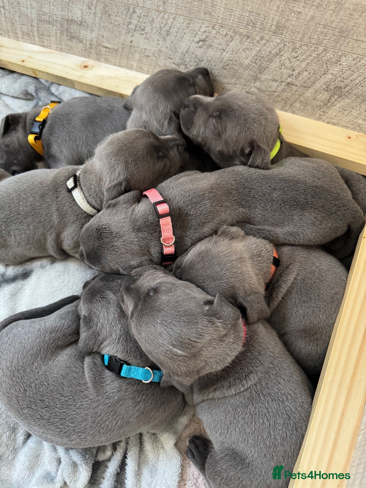 Staffordshire Bull Terrier dogs Stunning Blue Staffie Puppies 🐾  - Advert 1