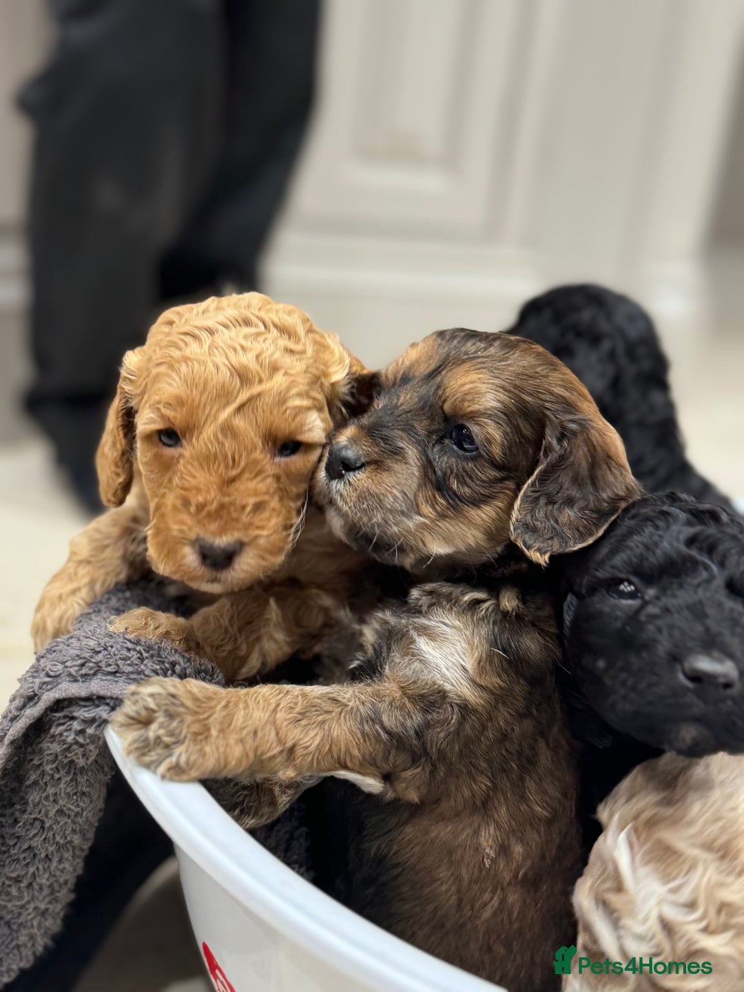 Cockapoo dogs for sale: Beautiful cockapoo puppy’s🩷🩵 - Advert 3
