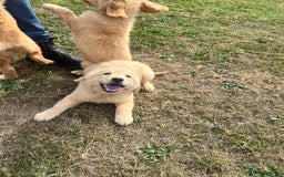 Goldendoodle dogs for sale: Healthy happy small golden retriever type puppies - Image 13