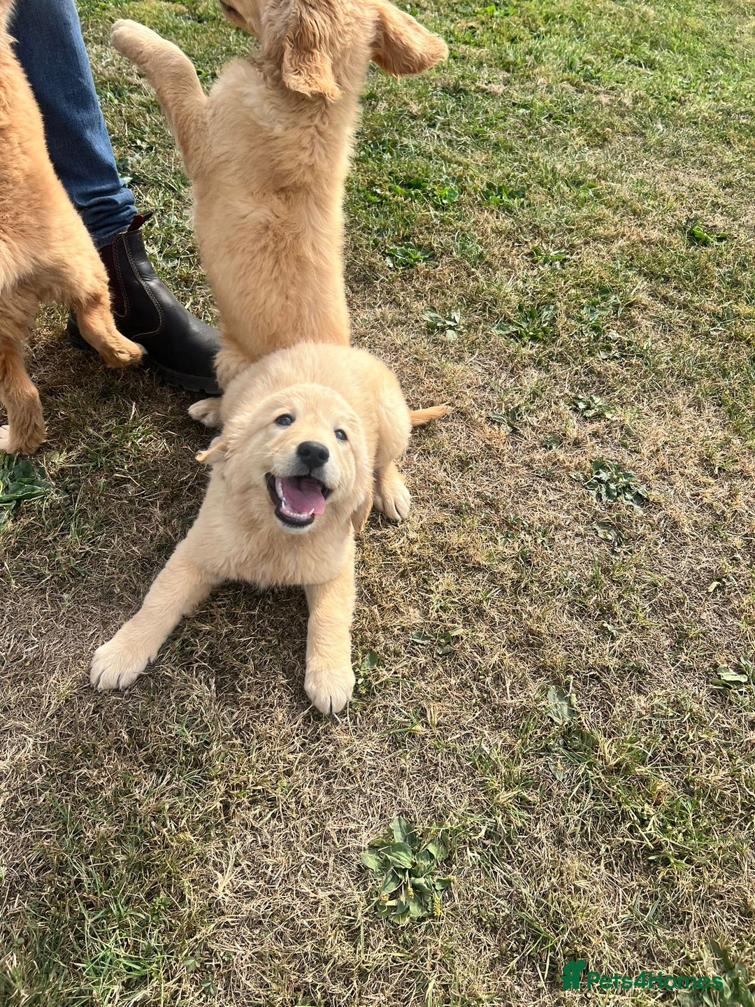 Goldendoodle dogs for sale: Healthy happy small golden retriever type puppies - Image 13