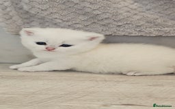 British Shorthair cats for sale: British Shorthair - Advert 12