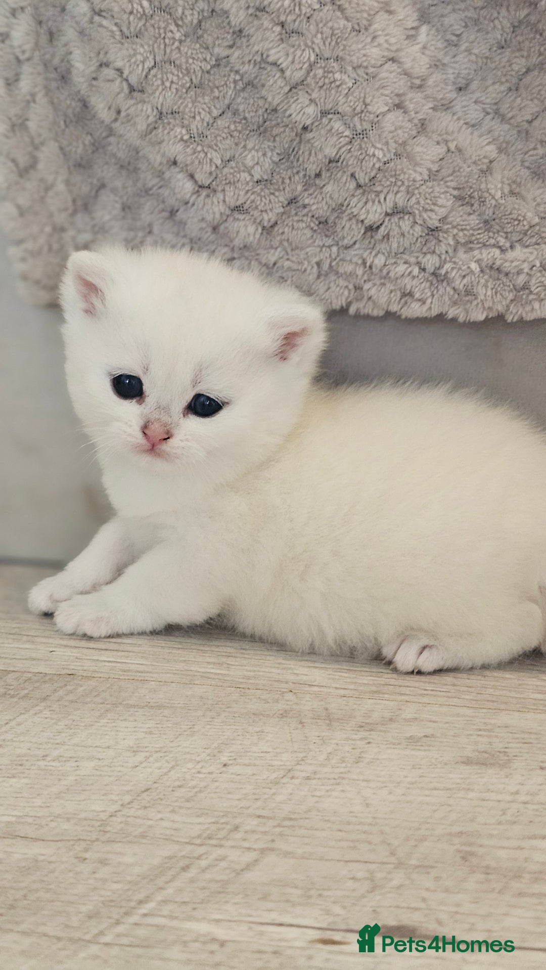 British Shorthair cats for sale: British Shorthair - Advert 12