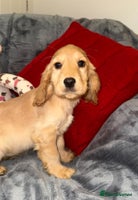 Cocker Spaniel dogs - Advert 4