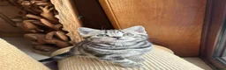 British Shorthair cats for sale: British Shorthair Silver Tabby & Chocolate Tabby - Advert 17