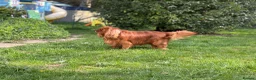 Cavalier King Charles Spaniel dogs for stud: KC Reg Health Tested Proven Cavalier King Charles - Advert 5