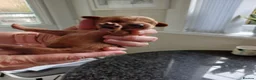 Cavapoo dogs for sale: BEAUTIFUL FIB CAVAPOO BORN 26/6/26 - Advert 14