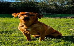 Labrador Retriever dogs for stud: Dark Fox Red Labrador Stud Dog - Image 7