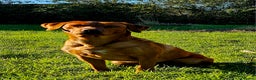 Labrador Retriever dogs for stud: Dark Fox Red Labrador Stud Dog - Advert 7