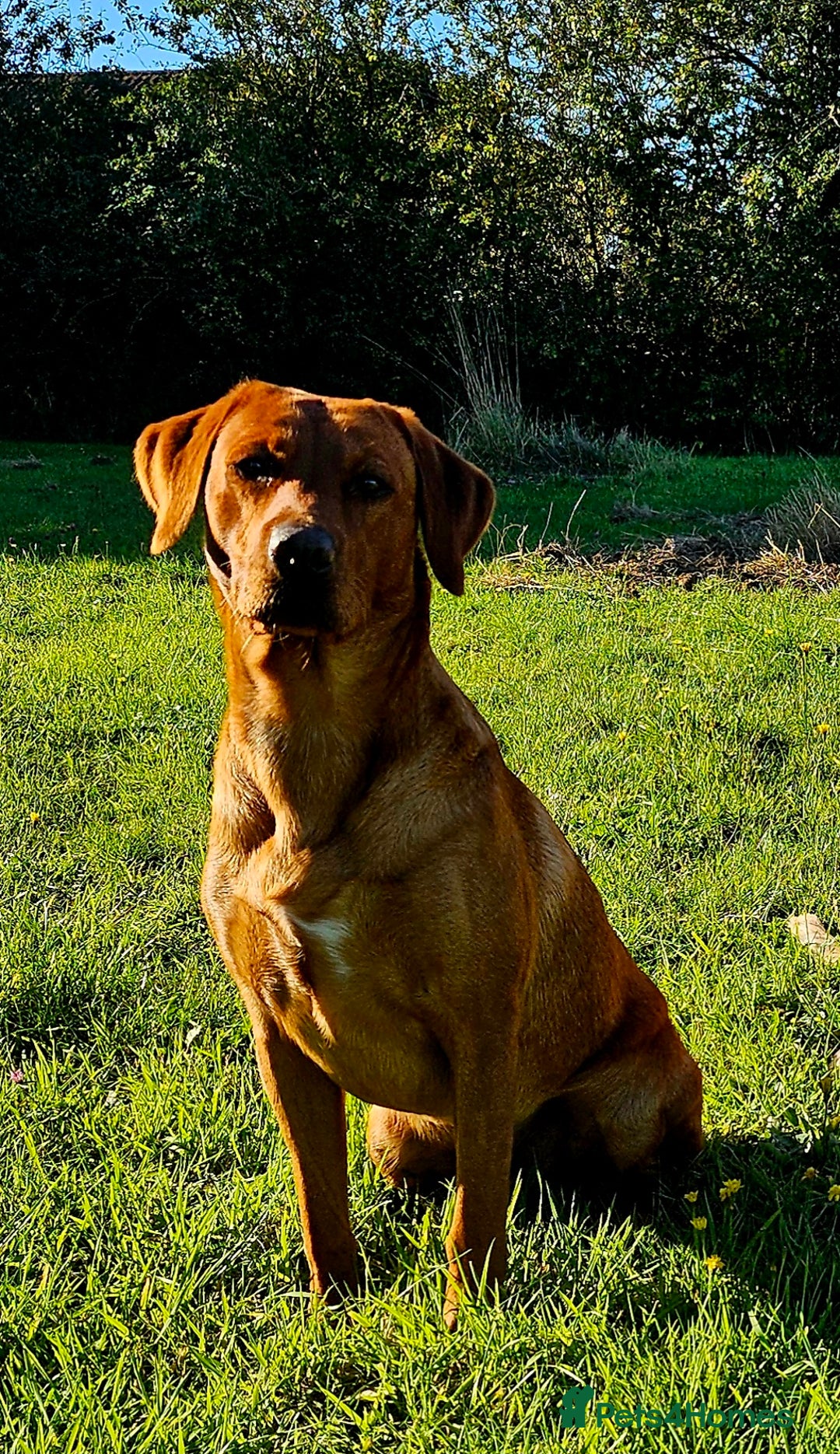Labrador Retriever dogs for stud: Dark Fox Red Labrador Stud Dog - Image 7