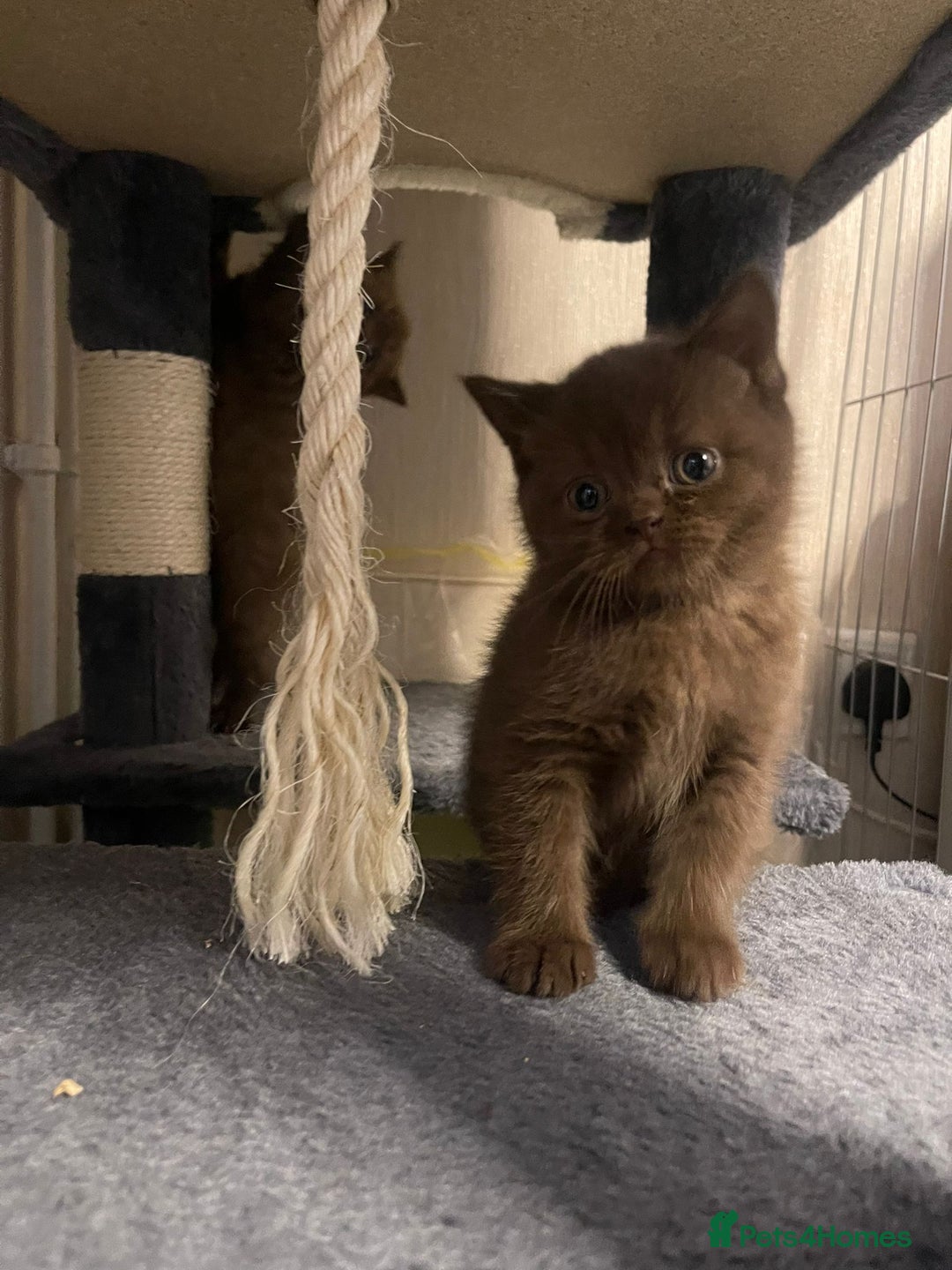British Shorthair cats for sale: Purebred  British Shorthair Kittens - Advert 8