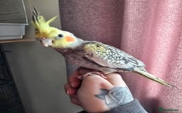 Cockatiels birds for sale: Baby cockatiel - Image 5