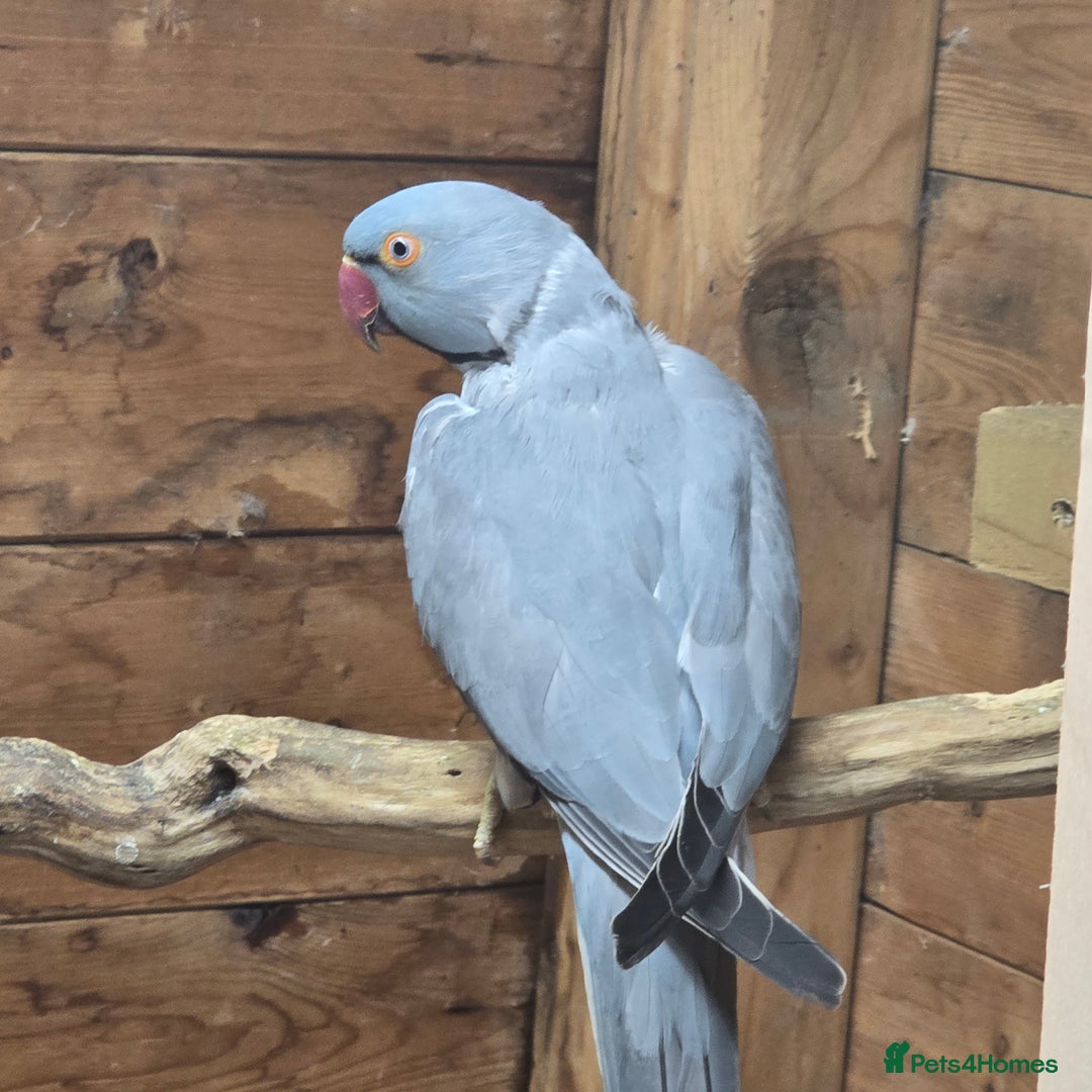 Parrots birds for sale: Male  and female indian ringneck parrots - Image 9