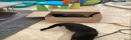 Mixed Breed cats for sale: Feral kittens  in Durham - Advert 15