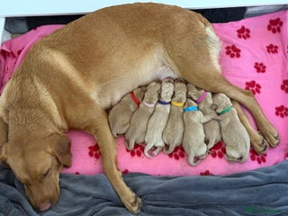 Labrador Retriever dogs Fox red labradors available now - Advert 1