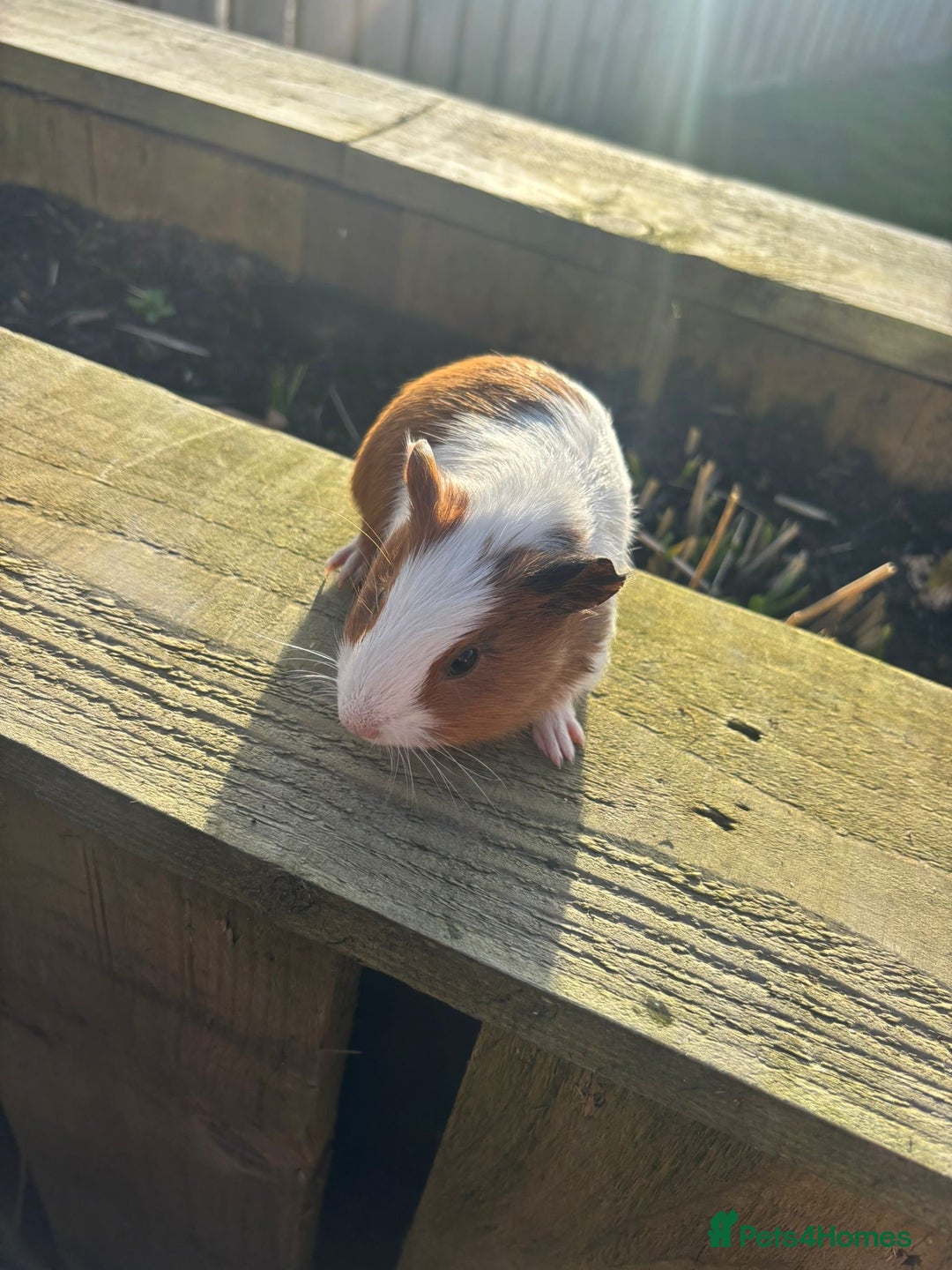 Guinea Pig rodents for sale: Four friendly guinea pig babies!  - Advert 3