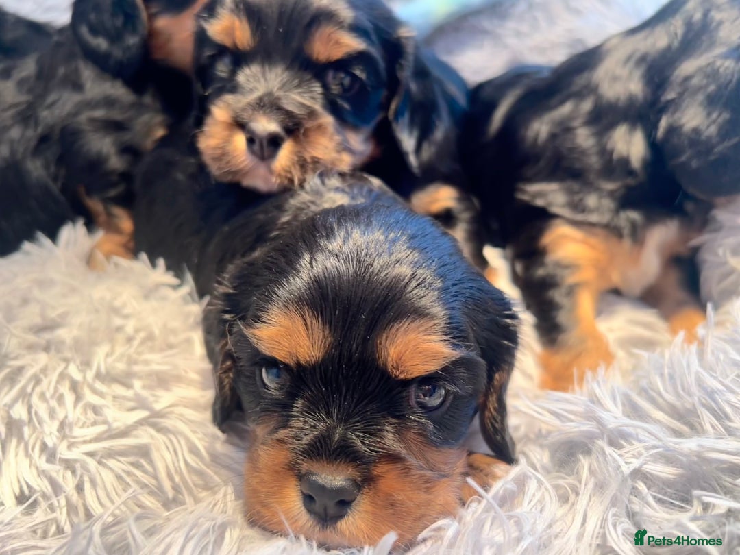 Cavalier King Charles Spaniel dogs for sale: Gorgeous KC Health tested cavalier puppies - Image 5