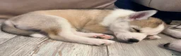 Siberian Husky dogs for sale: Pure Bred Blue Eyed Siberian Husky Puppies - Advert 13