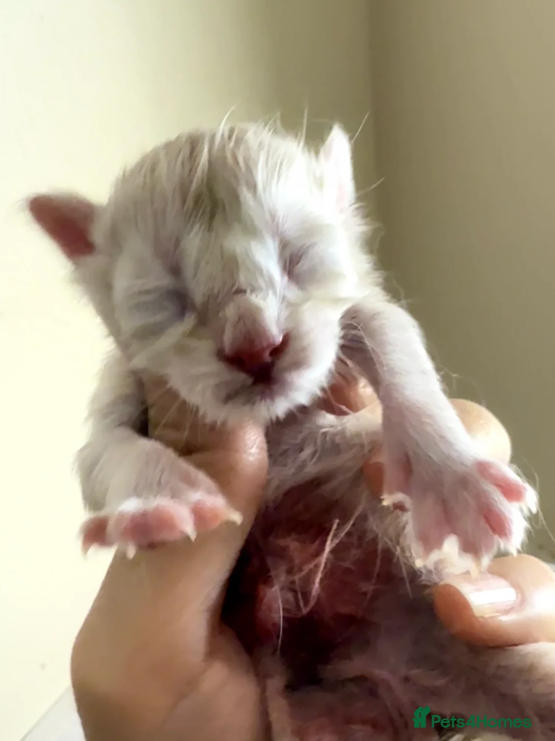 Maine Coon cats for sale: Purebred Adorable Maine Coon Kittens Available - Advert 27