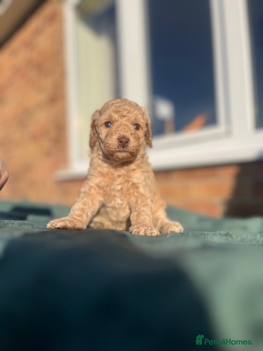 Miniature Poodle dogs for sale: Beautiful miniature poodles  - Advert 7