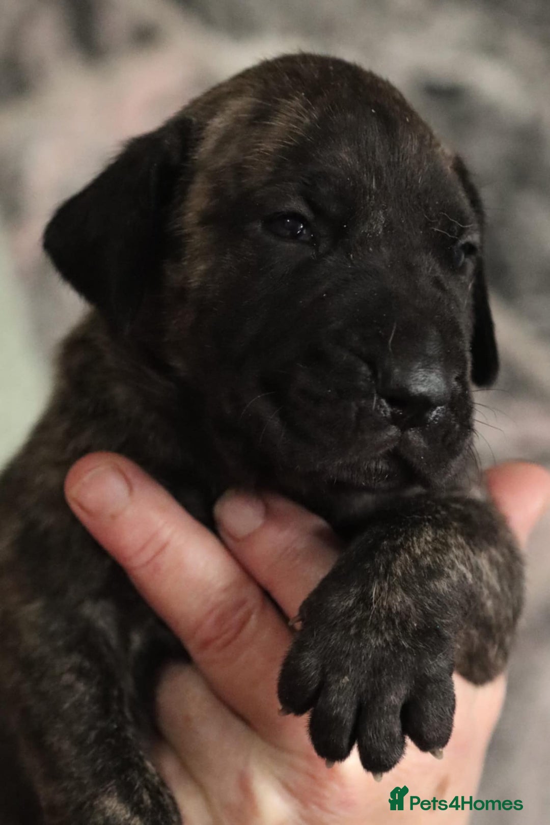 Presa Canario dogs for sale: Presa Canario pups  - Image 2