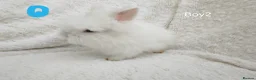 Lionhead rabbits for sale: Double mane lionhead rabbits seal point - Advert 14
