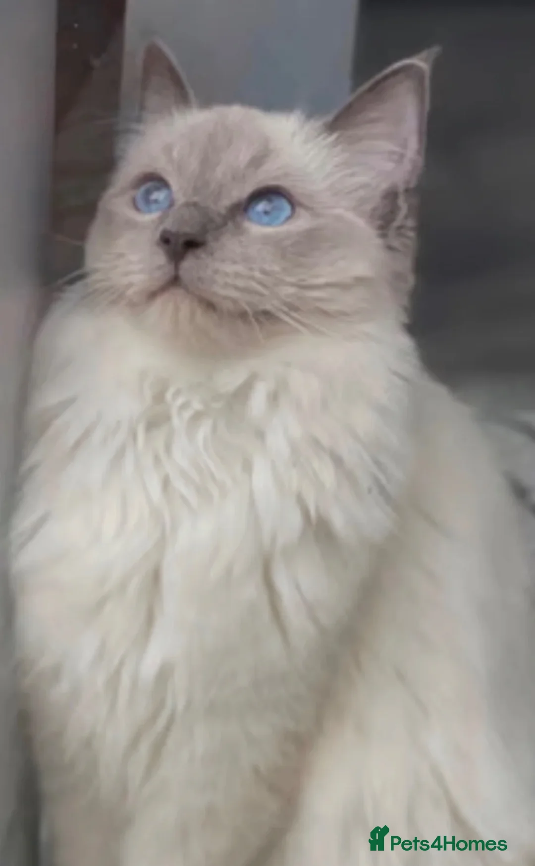 Ragdoll cats for sale: Ragdoll Kitten  - Advert 6