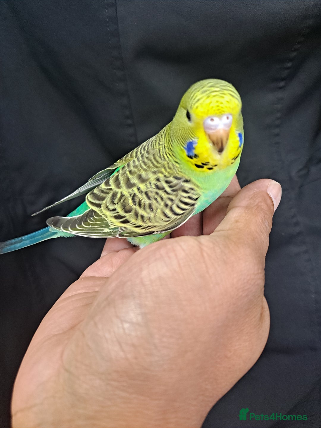 Budgerigars birds for sale: Silly hand tamed baby budgies for sale  - Image 6