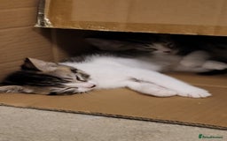 Mixed Breed cats for sale: Kittens Ready Now - Image 21